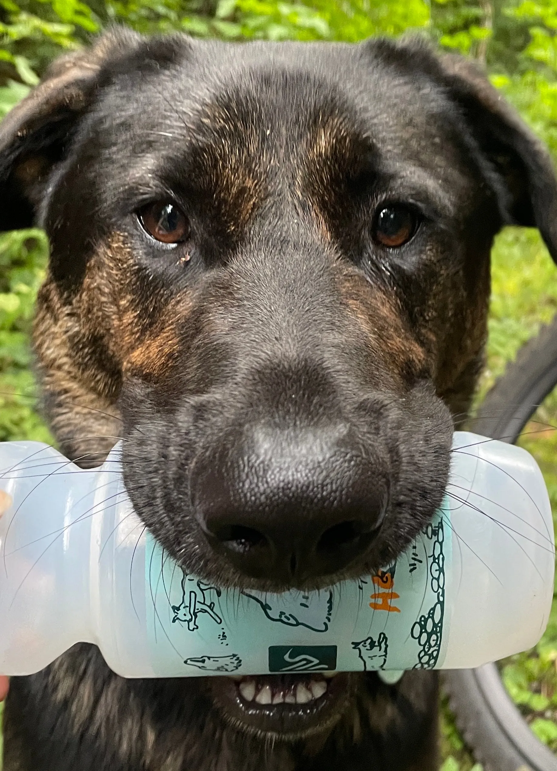 Ibis Trail Pup   Friends Bottle - 22oz Purist