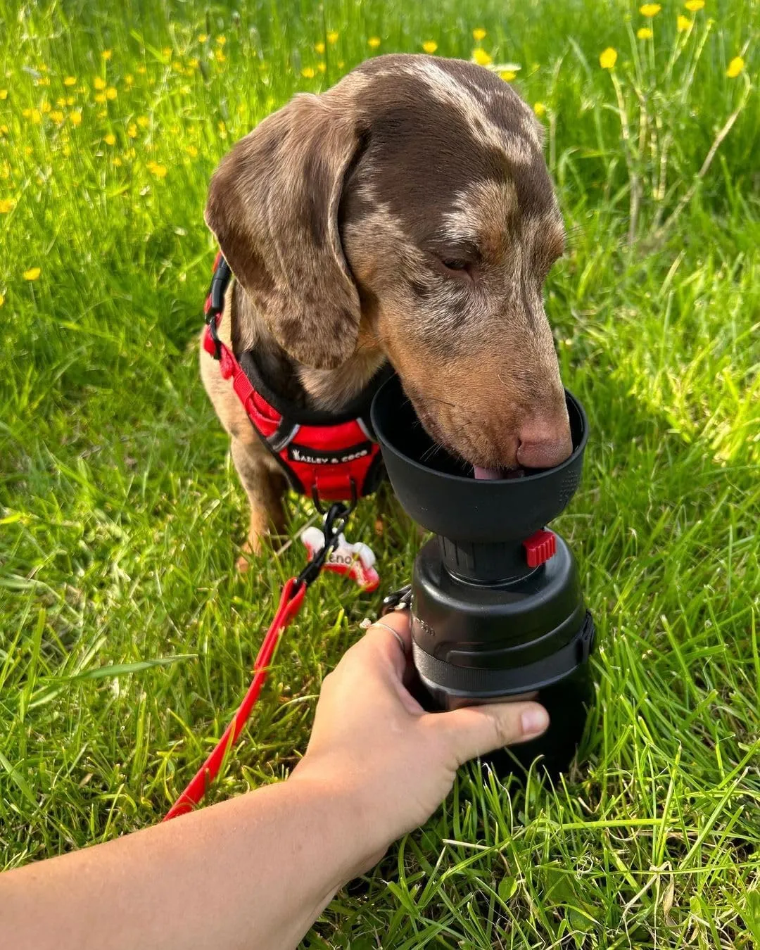 lesotc Dog Travel Water Bottle Portable, Foldable Dog Water Bowl Dispenser, Leak Proof Pet Water Bottle for Dogs Outdoor Walking, Hiking, Travel, Puppy Essentials Necessities, BPA Free, Lightweight