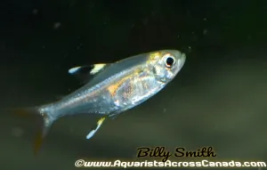 PRISTELLA TETRA (Pristella maxillaris)