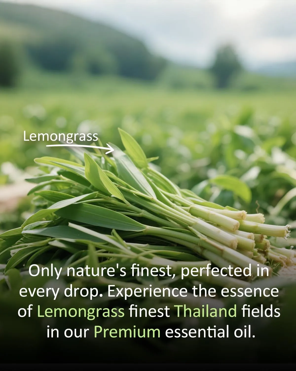 Pure Lemongrass Essential Oil Citrus Aromatherapy Natural for Hair Home Body Skin Energizing Diffuser Oils 4 Fl Oz